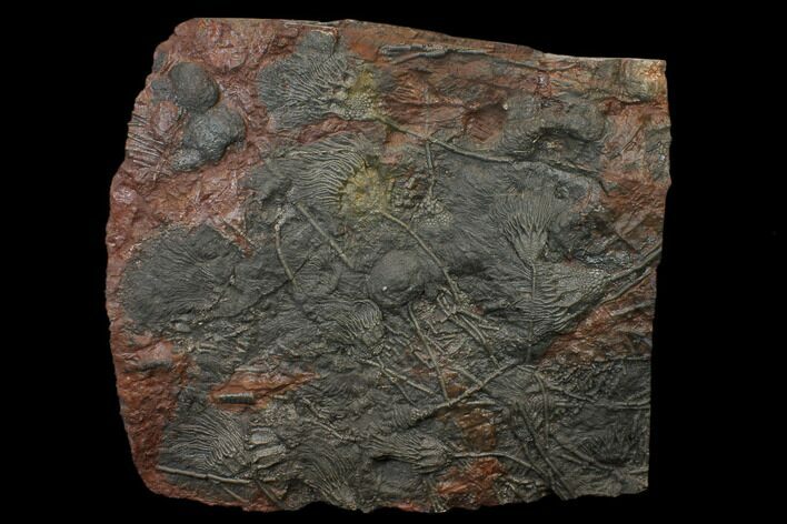 Silurian Fossil Crinoid (Scyphocrinites) Plate - Morocco #148558